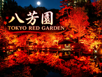 【2年ぶり復活】赤く染まる名庭！八芳園RED GARDENを楽しもう