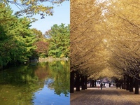 🍁1人参加歓迎🍁【20代30代】光が丘公園の紅葉・イチョウ並木を見に行こう！さんぽ交流会🌳