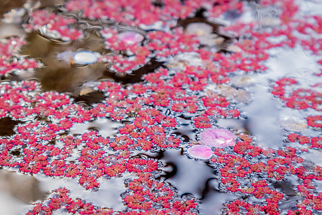 向島百花園の梅まつり🌸