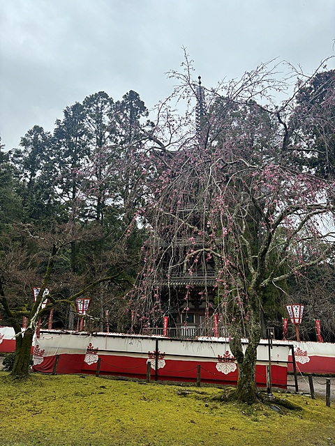 醍醐寺フォトウォーク活動報告