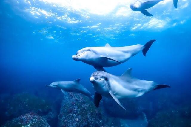 9/12(金)夜〜14(日)利島ドルフィンスイム旅行🐬こちらのイベント現在7名参加予定!催行が決定しました!!あと3名の募集です!ご参加ご希望の方はイベントページの参加ボタン又はお気軽にメッセージくださいね😄