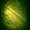 participant