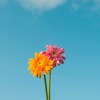 Create User Image