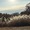 participant